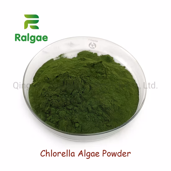 Clorella de alto valor proteico de extracción de microalgas naturales de grado alimenticio en polvo de algas Chlorella