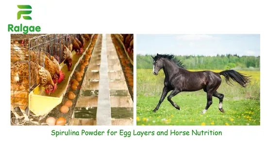 Espirulina de microalgas para alimentación animal y de mascotas, grado CAS724424