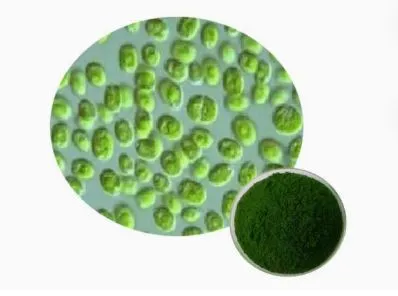 Suministro de fábrica, buen precio, polvo de espirulina orgánica certificada de alta calidad