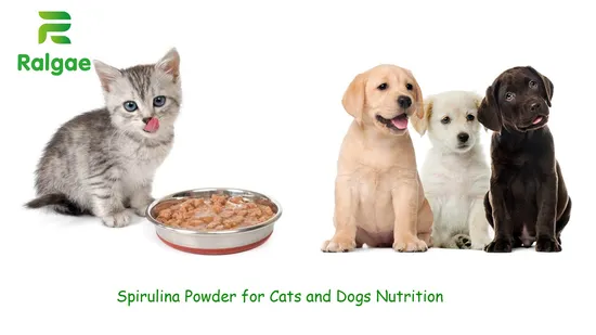 Espirulina de algas en polvo para comidas aditivas para animales domésticos CAS 724424